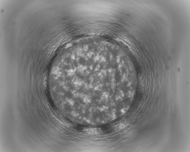 X0000087020499200705141900