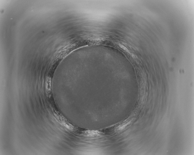 X0000087020528200705141859