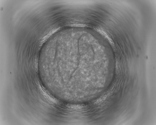 X0000087020533200705141859