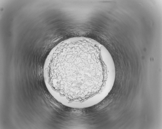 X0000087020624200705141858