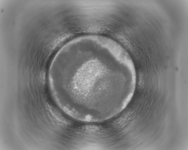 X0000087020636200705141857