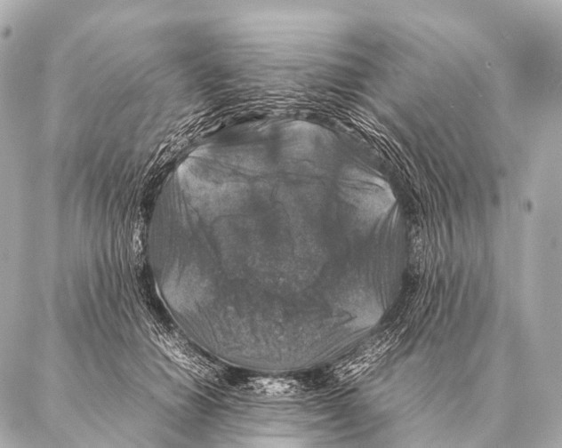 X0000087020654200705141857