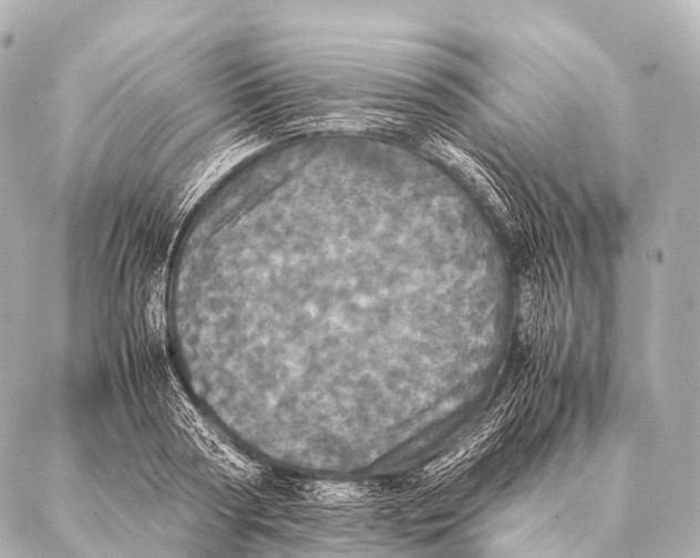 X0000087020794200705141855