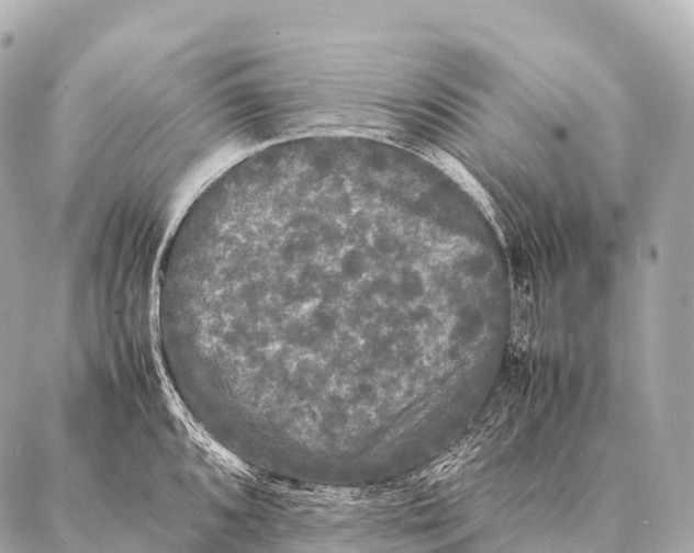 X0000087021096200705141850