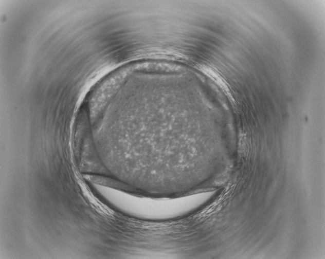 X0000087021128200705141850