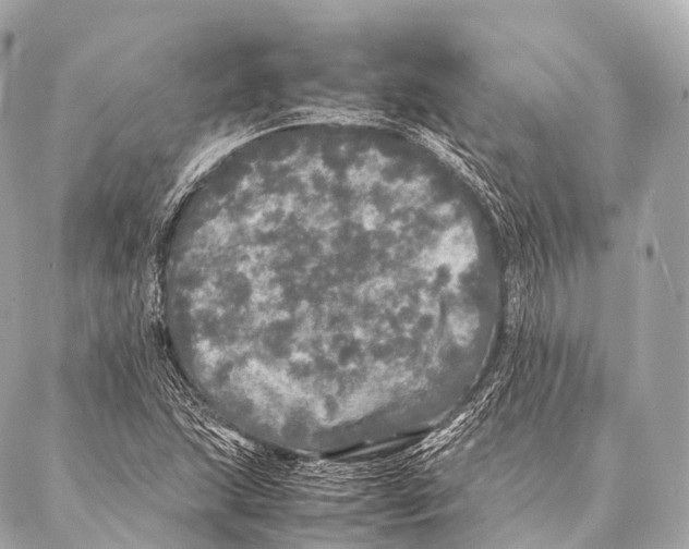 X0000087021215200705141848