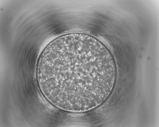 X0000087021296200705141847