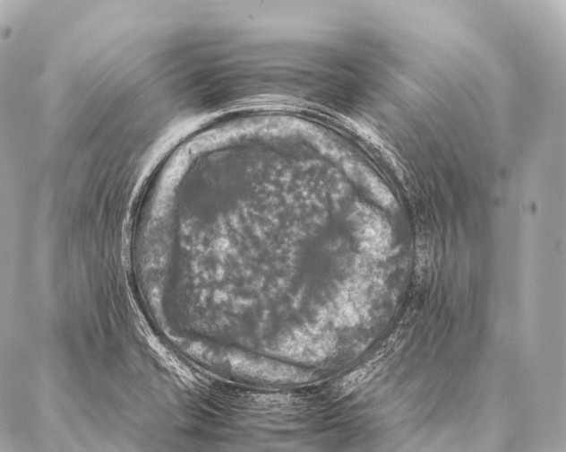 X0000087021421200705141845