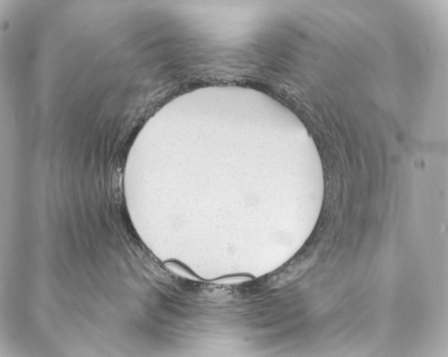 X0000087030624200705071536