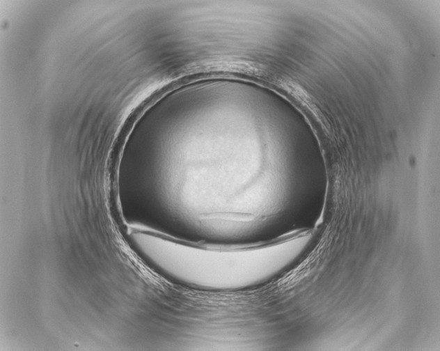 X0000087031024200705071529