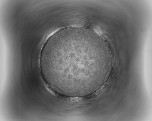 X0000087040050200705021144