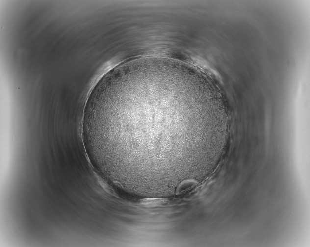 X0000087040051200705021144