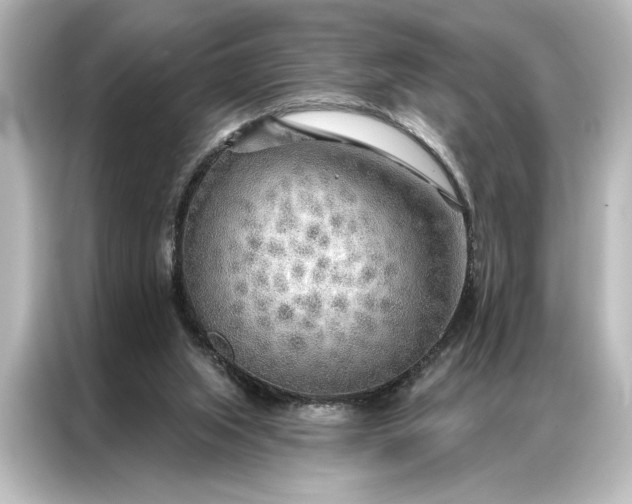 X0000087040063200705021145