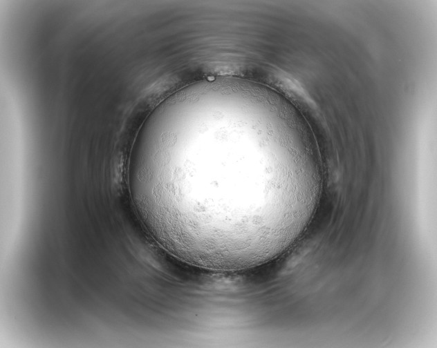 X0000087040073200705021145