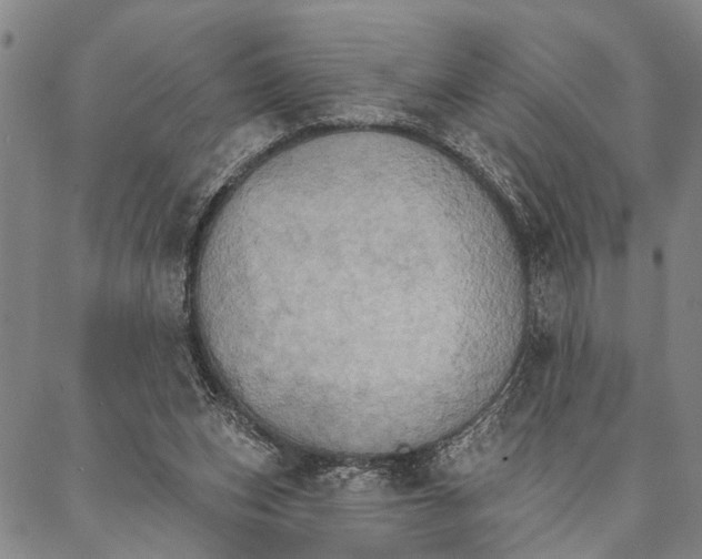 X0000087040159200705091119
