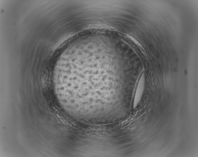 X0000087040775200705091110