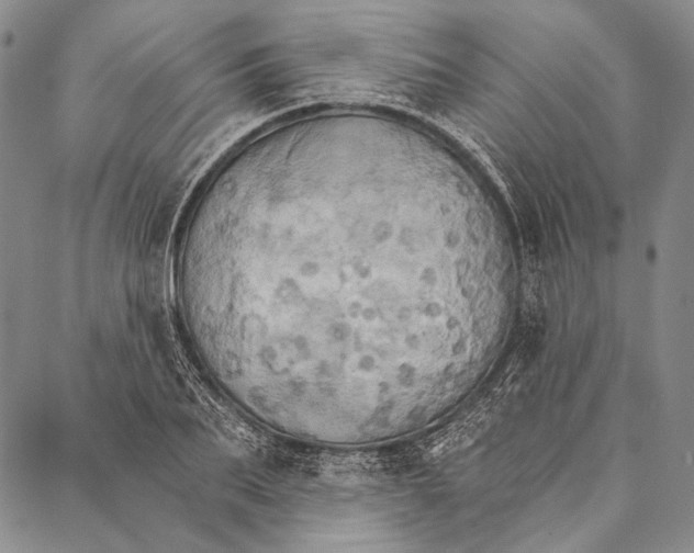 X0000087040887200705091108