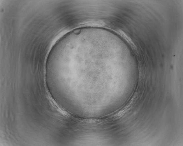 X0000087041240200705091103