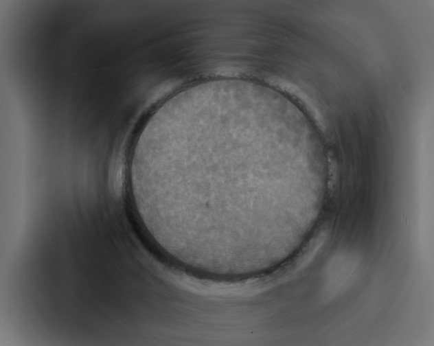 X0000087040016200705160939