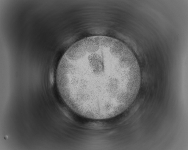 X0000087040069200705160939