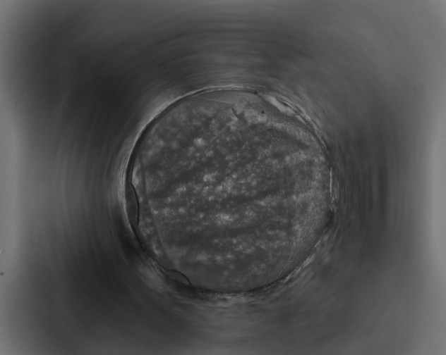 X0000087040099200705160938