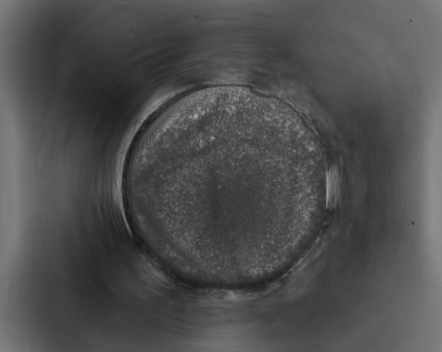 X0000087040195200705160937