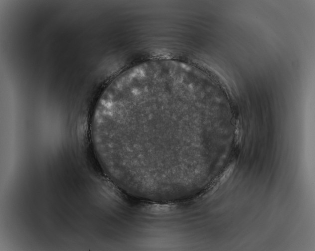 X0000087040314200705160936