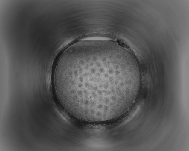 X0000087040443200705160934