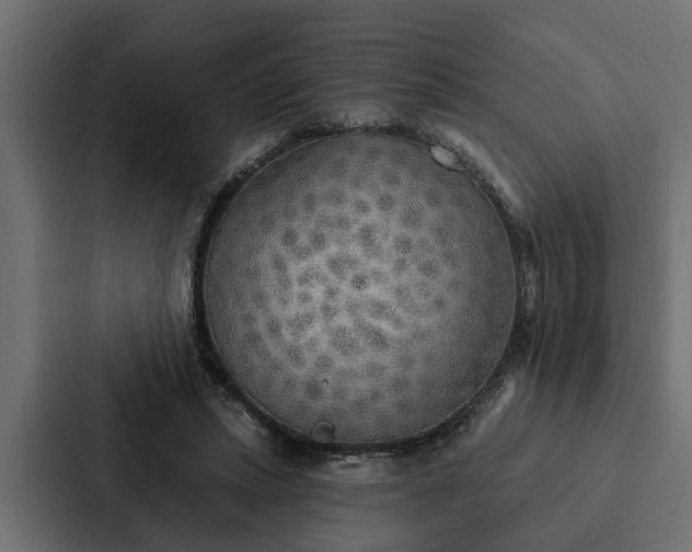 X0000087040447200705160934