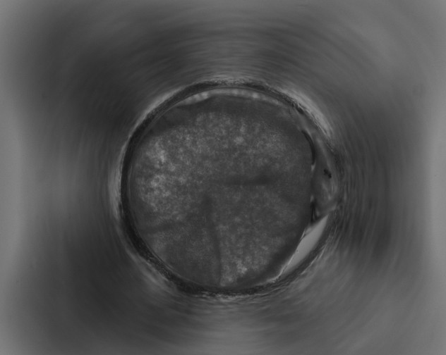 X0000087040484200705160933
