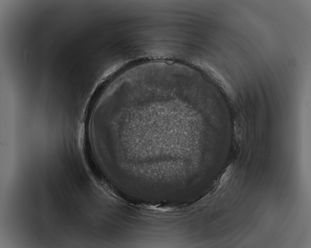 X0000087040488200705160933