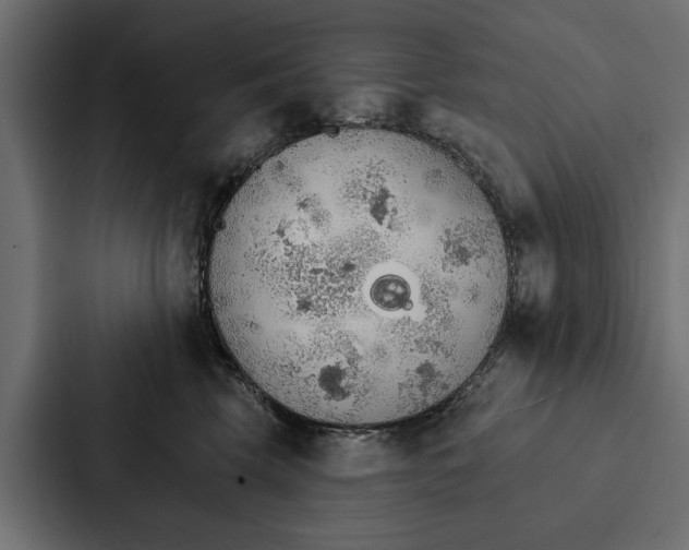X0000087040569200705160933