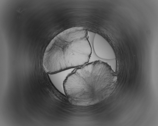 X0000087040745200705160930
