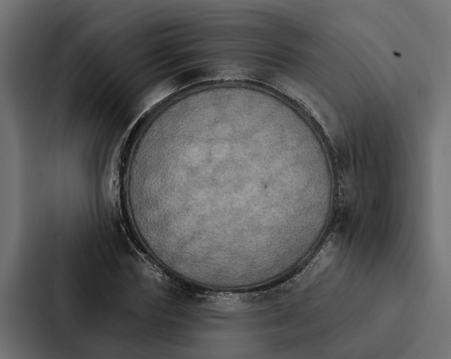 X0000087040827200705160929