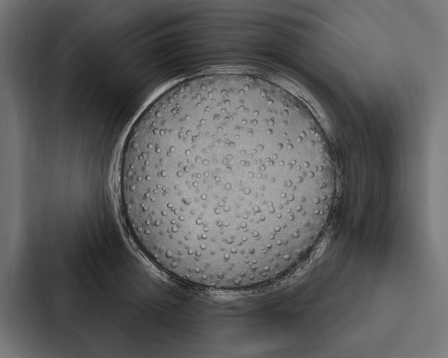 X0000087040852200705160929