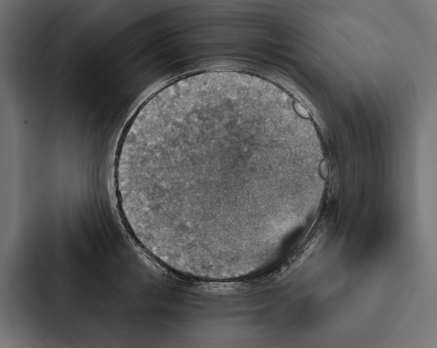 X0000087040853200705160929