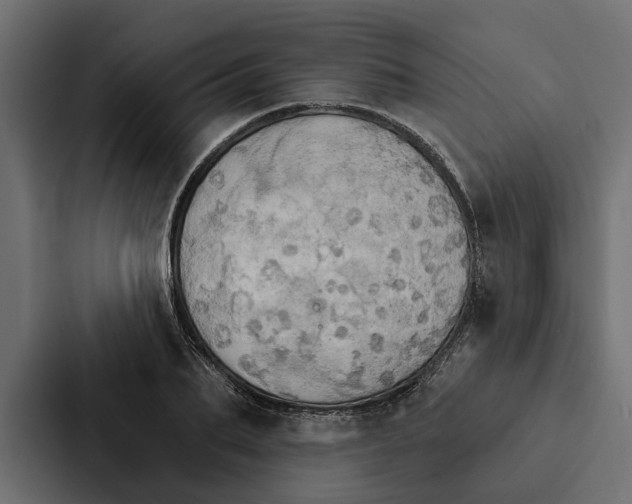 X0000087040887200705160928