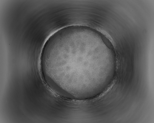 X0000087040928200705160925