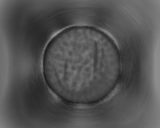 X0000087040935200705160925