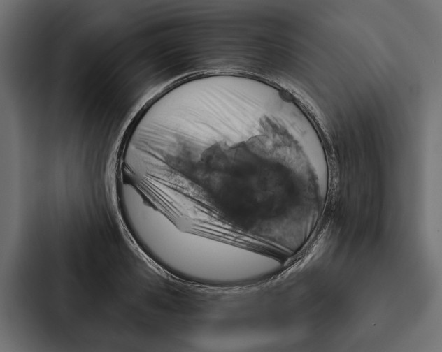X0000087040941200705160925