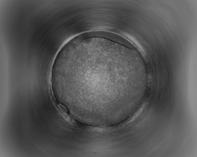 X0000087040948200705160928