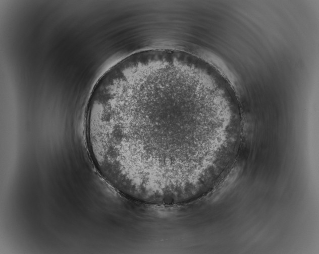 X0000087040952200705160928