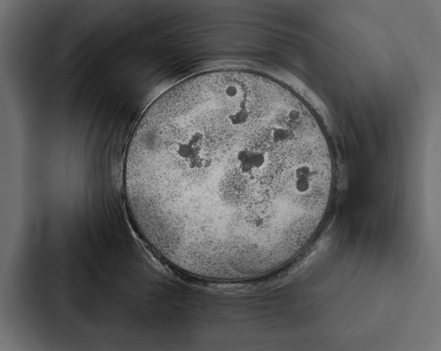X0000087040953200705160928