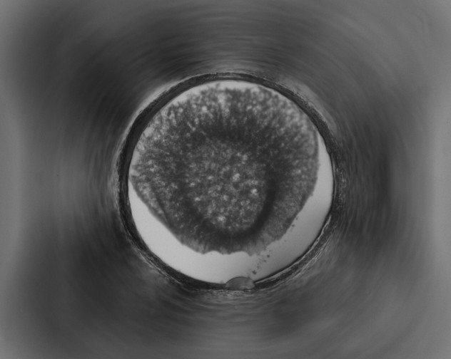 X0000087041024200705160923