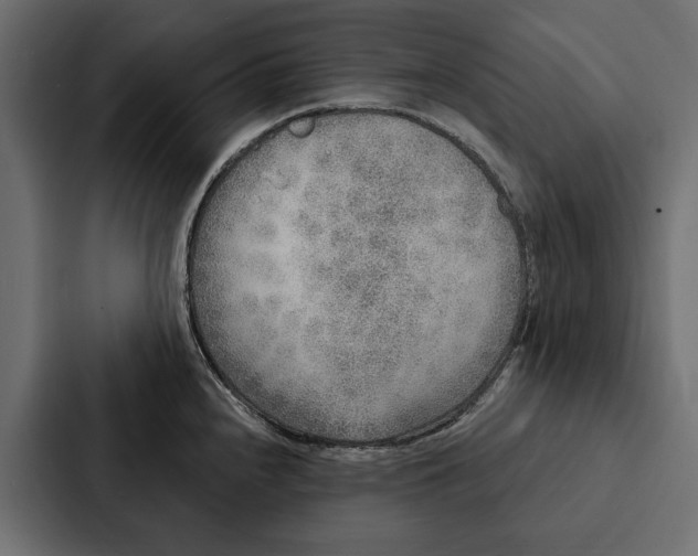 X0000087041240200705160921