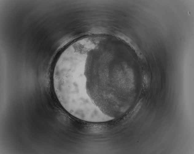 X0000087041266200705160921