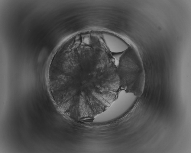 X0000087041287200705160920