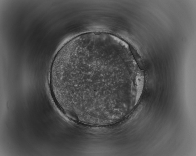 X0000087041383200705160919