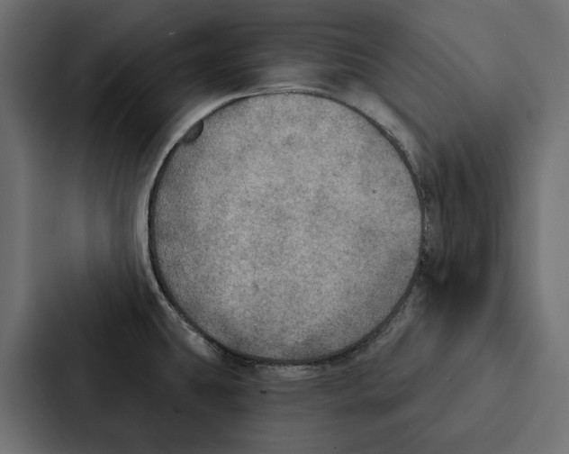 X0000087041431200705160919