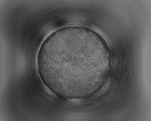 X0000087041466200705160918